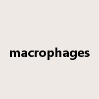 macrophages是什么意思