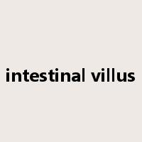 intestinal villus是什么意思