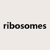 ribosomes是什么意思