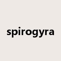 spirogyra是什么意思