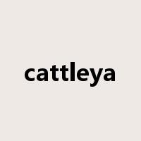 cattleya是什么意思