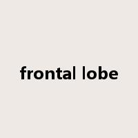 frontal lobe是什么意思