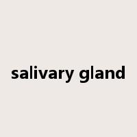 salivary gland是什么意思