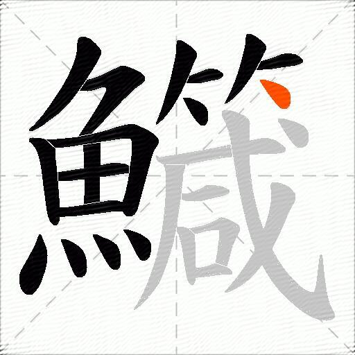 鱵