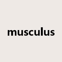 musculus是什么意思