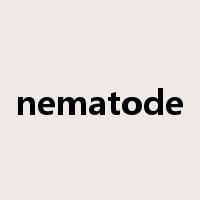 nematode是什么意思