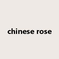 chinese rose是什么意思