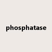 phosphatase是什么意思