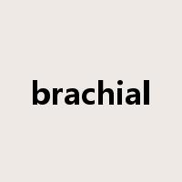 brachial是什么意思