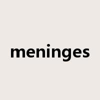 meninges是什么意思