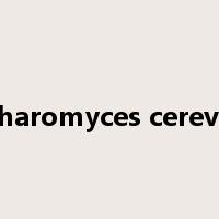 saccharomyces cerevisiae是什么意思