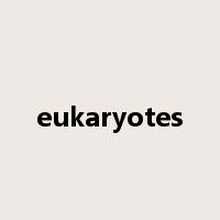 eukaryotes是什么意思