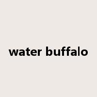 water buffalo是什么意思