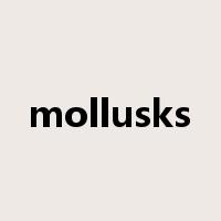 mollusks是什么意思
