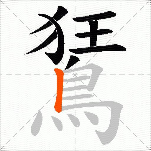 鵟
