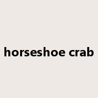 horseshoe crab是什么意思