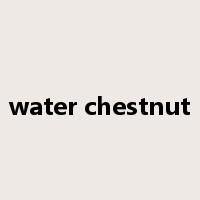 water chestnut是什么意思