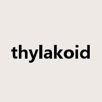 thylakoid是什么意思