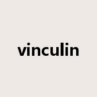vinculin是什么意思