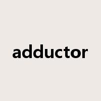 adductor是什么意思