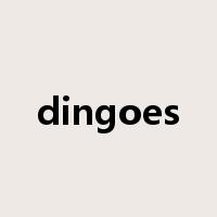 dingoes是什么意思