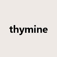 thymine是什么意思