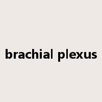 brachial plexus是什么意思