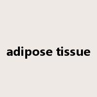 adipose tissue是什么意思