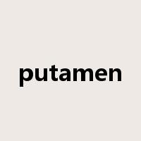 putamen是什么意思
