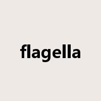 flagella是什么意思