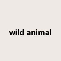 wild animal是什么意思