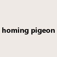 homing pigeon是什么意思