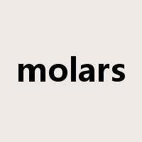 molars是什么意思