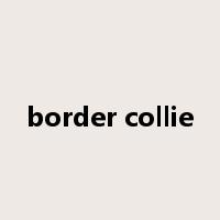 border collie是什么意思