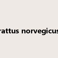 rattus norvegicus是什么意思