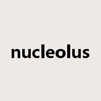 nucleolus是什么意思