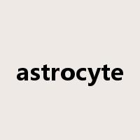astrocyte是什么意思