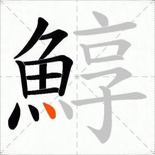 鯙