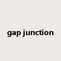 gap junction是什么意思