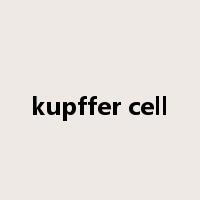 kupffer cell是什么意思