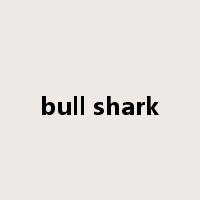 bull shark是什么意思
