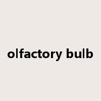 olfactory bulb是什么意思