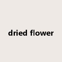 dried flower是什么意思