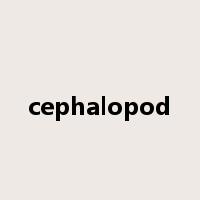cephalopod是什么意思