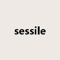 sessile是什么意思