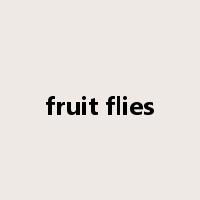 fruit flies是什么意思