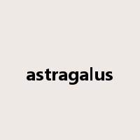 astragalus是什么意思