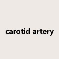 carotid artery是什么意思