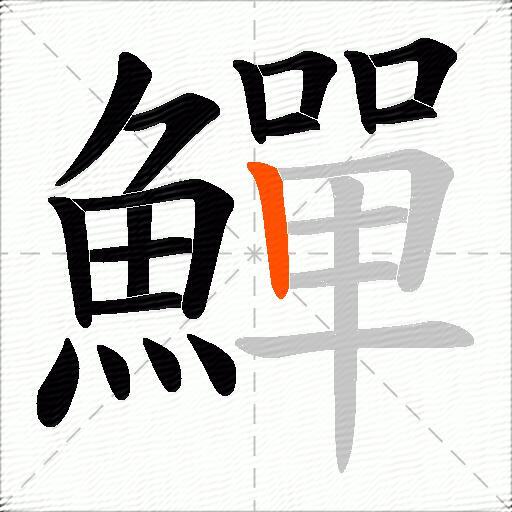 鱓