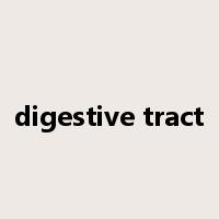 digestive tract是什么意思